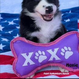 Moxie - Black tri-color female Australian Shepherd puppy in Magee, Mississippi from Paint ByNumbers Ranch