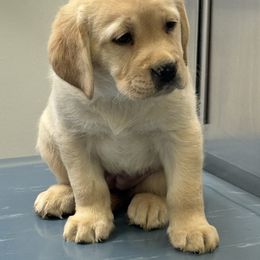 Mia - Yellow female Labrador Retriever puppy in Centreville, Maryland from Barbihaus Kennels