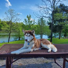 Izzy - Siberian Husky