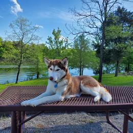 Izzy - Siberian Husky
