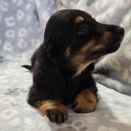 Callie 3,200 - Black and tan female Dachshund puppy in Tonopah, Arizona from Desert Diamond Dachshunds