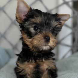 Girl 1 - Yorkshire Terrier puppy in Livermore, California from Ruben & Tatiana’s Yorkshire Terriers
