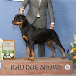 Atlas - Rottweiler