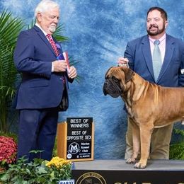 Bullmastiffs from Belleza Bullmastiffs
