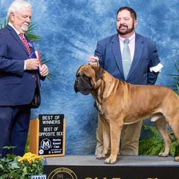 Bullmastiffs from Belleza Bullmastiffs