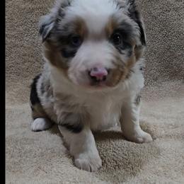 Girl 1 - Blue merle female Miniature Australian Shepherd puppy in Bend, Oregon from Badlands Toy and Mini Aussies
