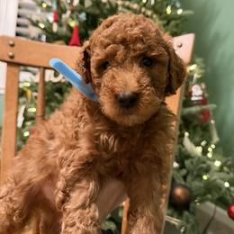 Labradoodle Puppies from California Double Doodles