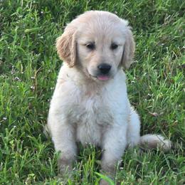 Summer - Light golden female Golden Retriever puppy in Sommerville, Texas from Artisan Retrievers