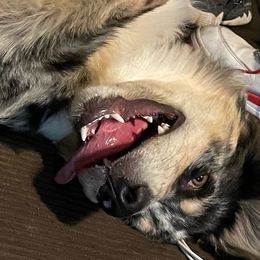 Australian Shepherd All Grown Up from K & R Australian Shepherds