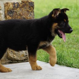 German Shepherd Puppies from Reizarf Kennels