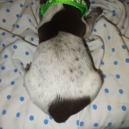 Lime - Liver roan male German Shorthaired Pointer puppy in Marble, North Carolina from Dancin' German Shorthaired Pointer's