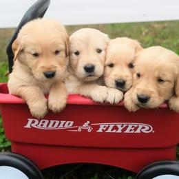 Golden Retriever Puppies from Golden Bunns Retrievers