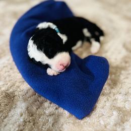 Bryce- Female Reservation 3 - Black and white female Sheepadoodle puppy in Spokane, Washington from Downriver Doodles