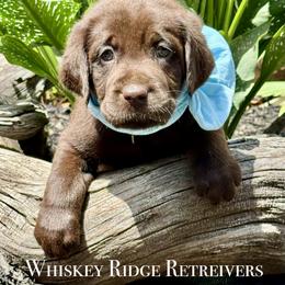 Chocolate Male 3rd pick - Chocolate male Labrador Retriever puppy in Portland, Tennessee from Whiskey Ridge Retrievers