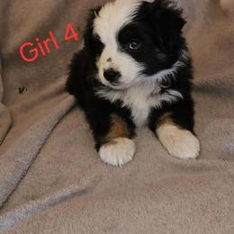 Vivian - Black tri female Miniature Australian Shepherd puppy in Kingman, Arizona from Waggin Bow Mini Aussies