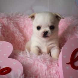 Ace - White male Chihuahua puppy in Gloucester, Virginia from Charlotte's Web of Chihuahuas