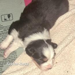 TAYLOR - Black tri-color male Australian Shepherd puppy in Elk Creek, Missouri from Hearts on Fire Australian Shepherds