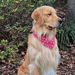 Roan - Golden Retriever