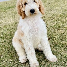 Goldendoodle Puppies from Rose Lane Doodles