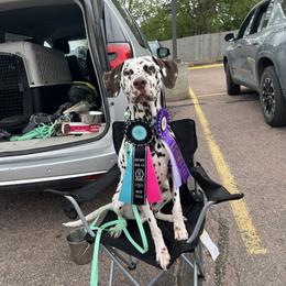 Dalmatian All Grown Up from Rosais Acres LLC