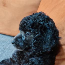 Poodle Puppies from GYCAM STANDARD POODLE