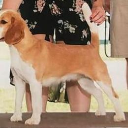 Tsula - Red and white female Beagle puppy in Brockway, Pennsylvania from Sugar Hill Hounds