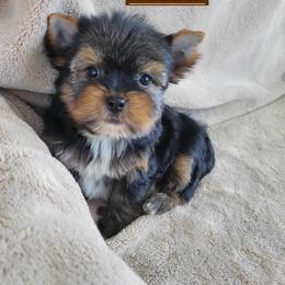 Willie - Black and gold male Yorkshire Terrier puppy in Middleton, Idaho from Rocky Mountain Yorkies