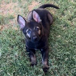 Cali - Sable female German Shepherd puppy in Coarsegold, California from Yosemite Shepherds