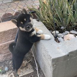 Shiba Inu from GBs Shiba Inu's