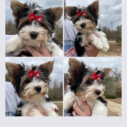 Biewer Terrier Puppies from Southern Star Biewers