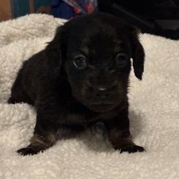Martini - Black and cream female Dachshund puppy in Mayfield, Kentucky from H&C’s Dachshunds and Retrievers