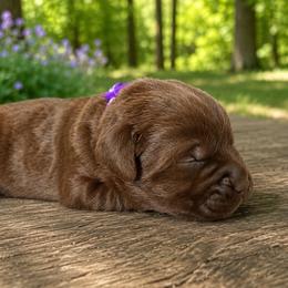 Dark Purple Collar (was Sage) - Chocolate female Labrador Retriever puppy in Archer Lodge, North Carolina from Archer Lodge Labradors