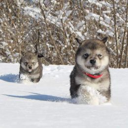 Alaskan Malamute Puppies from New River Valley Malamutes