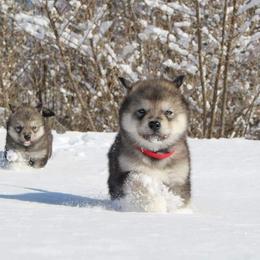Alaskan Malamute Puppies from New River Valley Malamutes