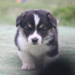 Lamborghini - Black and tan male Pembroke Welsh Corgi puppy in West, Texas from Rustic Spur Kennel
