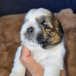 ORION - Brindle and white male Shih Tzu puppy in Los Banos And Bay Area, California from Shantii's Shih Tzu's
