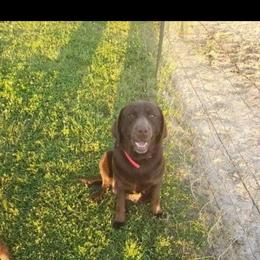 Dixie - Chocolate female Labrador Retriever puppy in Hamilton, Mississippi from Keller's Retrievers