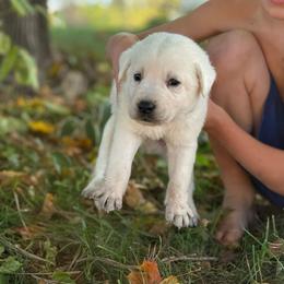 Superior - black collar- first pick male Bob Christ - Yellow male Labrador Retriever puppy in Isanti, Minnesota from Four Corners Family Labs