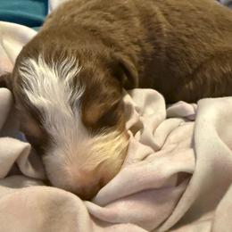 Jo - Red tri-color female Australian Shepherd puppy in Four Oaks, North Carolina from RoseWest Farms