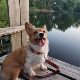 Pembroke Welsh Corgi Puppies from Gotta Chase Em All Corgis