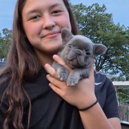 Girl 1 - Blue female French Bulldog puppy in Ada, Oklahoma from Joe Estep's Poodles