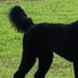 Poodles from Standard Poodles