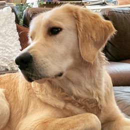 Gloria - Golden Retriever