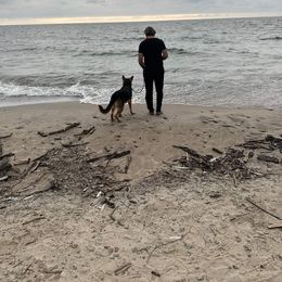 German Shepherd Puppies from Shepherds of the Hundred Acres