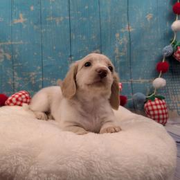 Archie - Cream male Dachshund puppy in Dothan, Alabama from Hot Diggity Doxies of Dothan