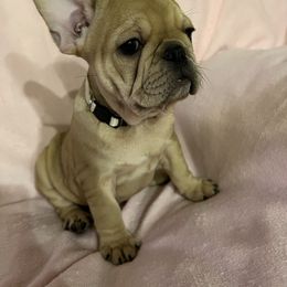 White female - Fawn female French Bulldog puppy in Nevis, Minnesota from Faithful Acres French Bulldogs