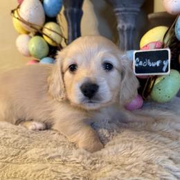 Cadbury - Cream male Dachshund puppy in Perryville, Maryland from Heavenly Heritage Dachshunds and Doods