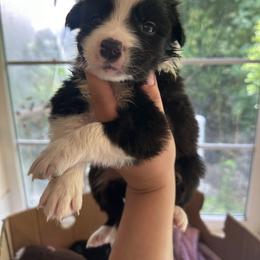 Border Collie Puppies from Athena’s Collies