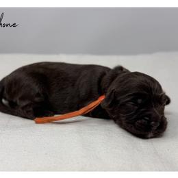 Persephone - Chocolate female Australian Labradoodle puppy in Sacramento, California from Little Farmstead Labradoodles