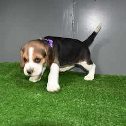 Purple Collar Female - Beagle puppy from JLB Beagles & MBT
